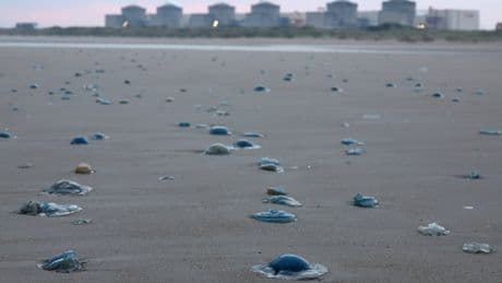 Nuclear power station in France closed after massive swarm of jellyfish swim into cooling system