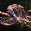 Invading hoard of octopuses from the Mediterranean devour shellfish caught by British fishing crews - leaving shortages at restaurants