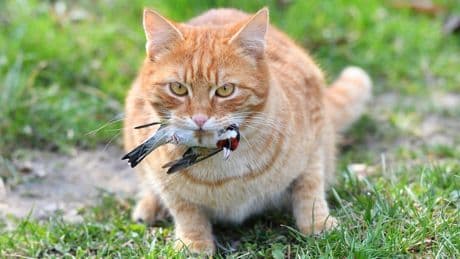 Kein Geschenk - Darum bringt die Katze wirklich Beute mit