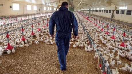 Condition animale : le groupe LDC, leader de la volaille française, s’engage pour améliorer le bien-être des poulets