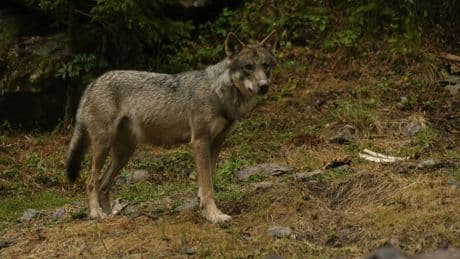 Aveyron : un loup responsable de plusieurs attaques de moutons abattu
