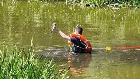 Berliner Polizei jagt Alligator in Weißensee
