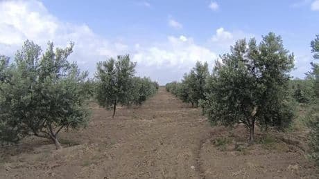 Muğla Büyükşehir Belediyesi madene açılacak zeytinlikleri inceledi: 57 köy, 82 bin zeytin ağacı yok olma riskiyle karşı karşıya