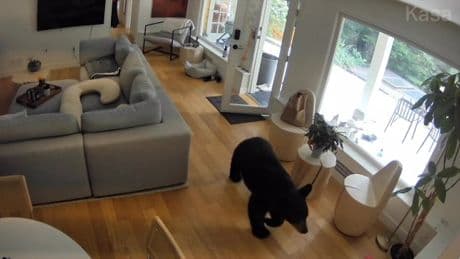 Moment huge black bear is chased out of home by tiny Pomeranian dog