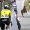 KIJK. Van Aert blijft zoekende en moet peloton laten rijden, nadat geit op de weg voor ophef zorgde: dé momenten van rit 3 in de Giro