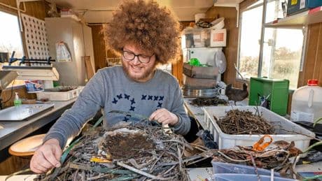 Amsterdamse meerkoeten maken wereldberoemd nest: ’Veel cocaïnezakjes, vandaar die witte snavels!’