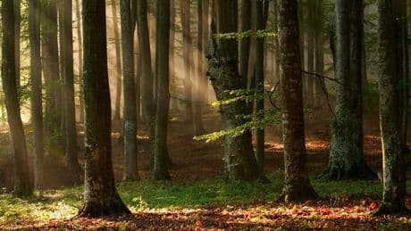 Only eagled-eyed readers can spot hidden squirrel in 30 seconds