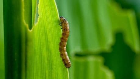 Comment le maïs alerte les épis voisins de l’attaque d’une chenille ravageuse