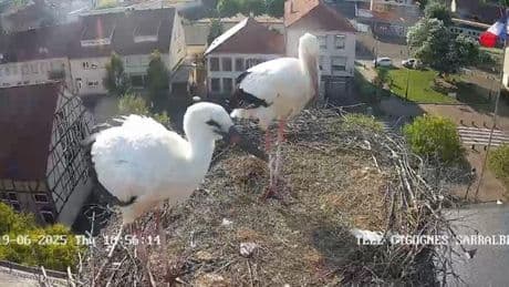 Télé-Cigognes, ours en live et nourrissage de canards : l’engouement pour la nature en streaming