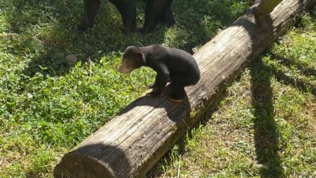 "C'est trop mignon": au zoo de Saint-Martin-la-Plaine, l'ourson malais fait ses premiers pas en public et séduit les visiteurs