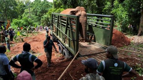 Au Sri Lanka, six éléphanteaux retournent à la vie sauvage