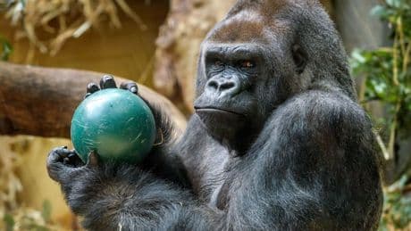Gorillas have a big fight ahead of them, and it's not against 100 men, expert says
