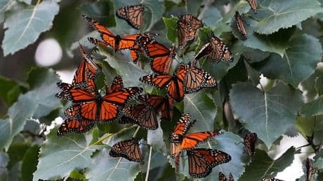 Nature’s Blueprint: A 3,000-Mile Butterfly Trek On Building Resilience