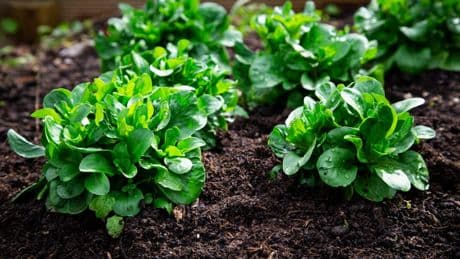Feldsalat anbauen: Alles zu Aussaat und Ernte