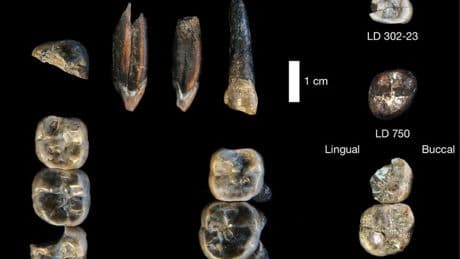 Descubren en etiopía los restos de una nueva especie de homínido no identificada hasta ahora
