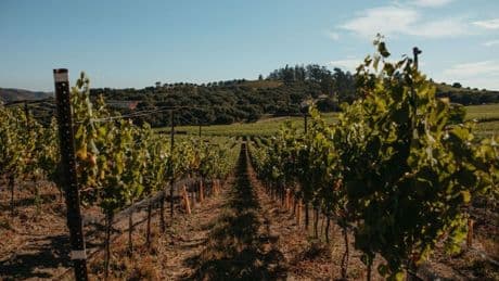 The Best West Coast Wineries to Sip Rosé