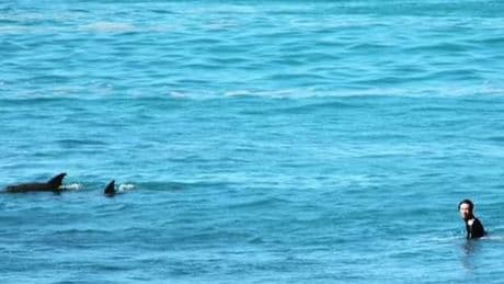 Brave tourists speak out following great white shark encounter at busy beach