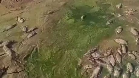 Şırnak'ta debisi düşen göletlerde toplu balık ölümleri
