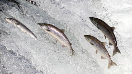 Écosse : un million d’arbres bientôt plantés pour sauver les saumons dans les rivières