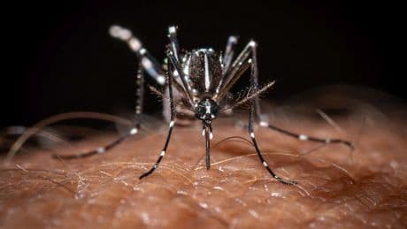 Denguefieber, West-Nil-Virus: Tropische Krankheiten sind in Europa angekommen