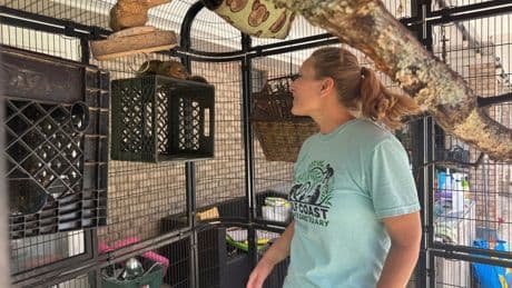 Inside the monkey sanctuary which has become a haven for military veterans