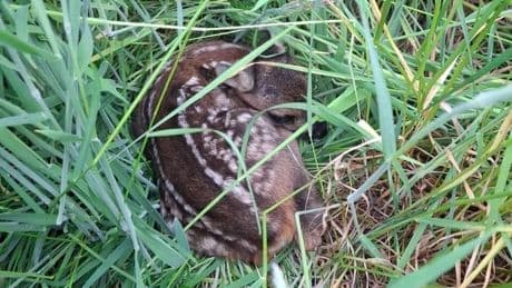 Mit der Drohne in Kempen unterwegs: So retten Jäger Rehkitze vor dem Mähtod