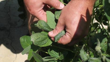 The Environmental Protection Agency wants to bring back the weed killer dicamba