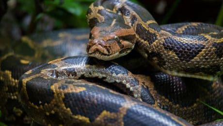 Pet python suffocated and then tried to eat two-year-old girl in her cot