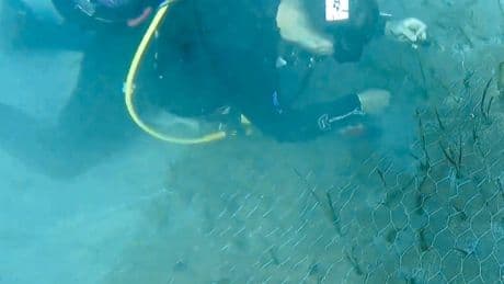 Göcek'te 2000 yaşında deniz çayırı keşfedildi
