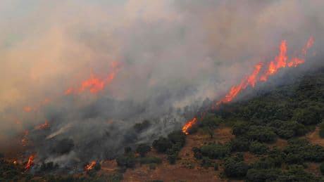 LIVE | Boswachter bekent aansteken Spaanse bosbrand; ook minimaal 26 anderen aangehouden