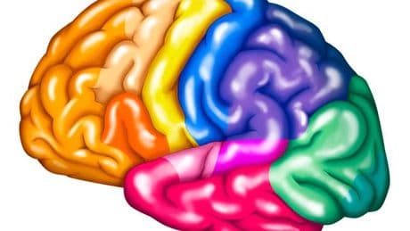 Le cerveau reste étonnamment stable, même après l’amputation d’un membre