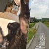 Kattenbeul aan het werk in Moorsel?: “Een diertje met brandwonden, meerdere dieren vermist”
