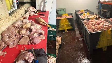 Two men jailed over plot to sell ‘disgustingly filthy’ waste meat to shoppers