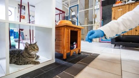 Mysteriöse Krankheit: „Katzenseuche FIP ist zermürbend“