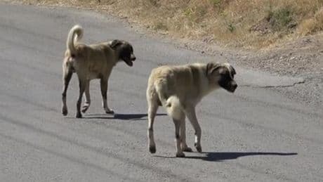 Sahipsiz köpeklerden kaçarken otomobil çarptı!