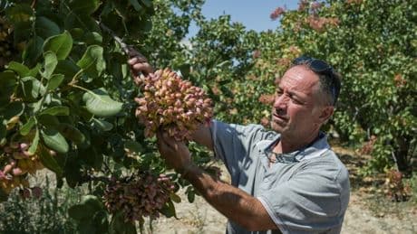 Réchauffement climatique, surtourisme, divergences générationnelles: en Grèce, sur l'île d'Egine, la culture de la pistache menacée