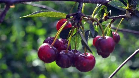 El fruto está en las ramas