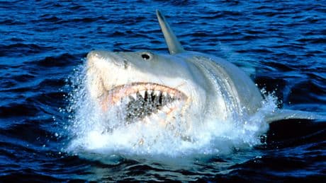 ‘Jaws’ did what no movie could do today — it made the entire world terrified of the water