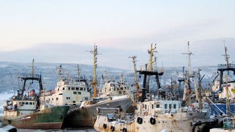 Russia’s Newest Victims May Be Fish