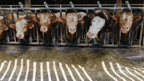Maladie bovine : un premier foyer de dermatose nodulaire contagieuse détecté en France