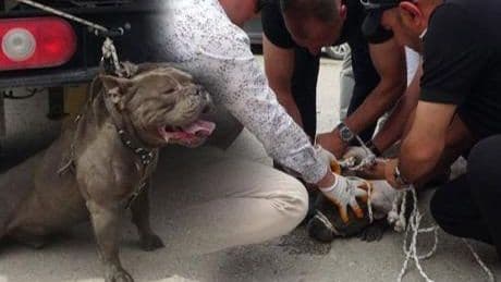 Pitbull kalabalığın arasına daldı! Bir kişi yaralandı, 4 kişi zor zapt etti