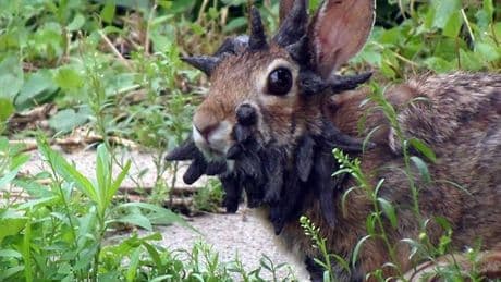 ‘Frankenstein’ rabbits with tentacles sprouting from faces spreading across US