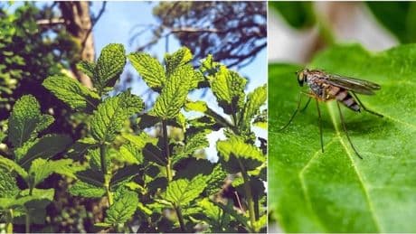Zanzare, ecco le piante che respingono gli insetti: dalla menta alla lavanda fino all'asperula