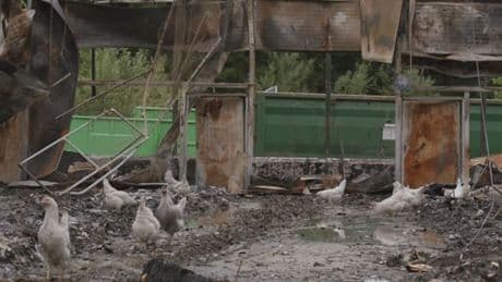 Nach Stallbrand mit 14.500 toten Tieren - In Brandruine sollen noch 100 Hennen herumirren