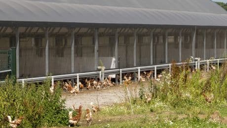 Duizenden kippen omgekomen bij brand in Vessem