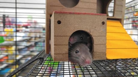 El Gobierno se alinea con el animalismo radical y abre la puerta a más prohibiciones tras vetar las tortugas