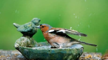 B&M launches £5 outdoor item that keeps birds coming to your garden