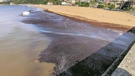 Las algas pueblan la playa de Ereaga