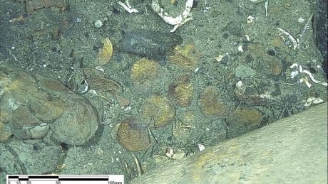 El análisis de las monedas hundidas confirmaría que el naufragio descubierto en 2015 en el Caribe colombiano es del Galeón español San José