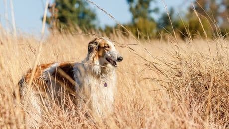 'I've worked with dogs for 10 years and these are the only breeds I would own'